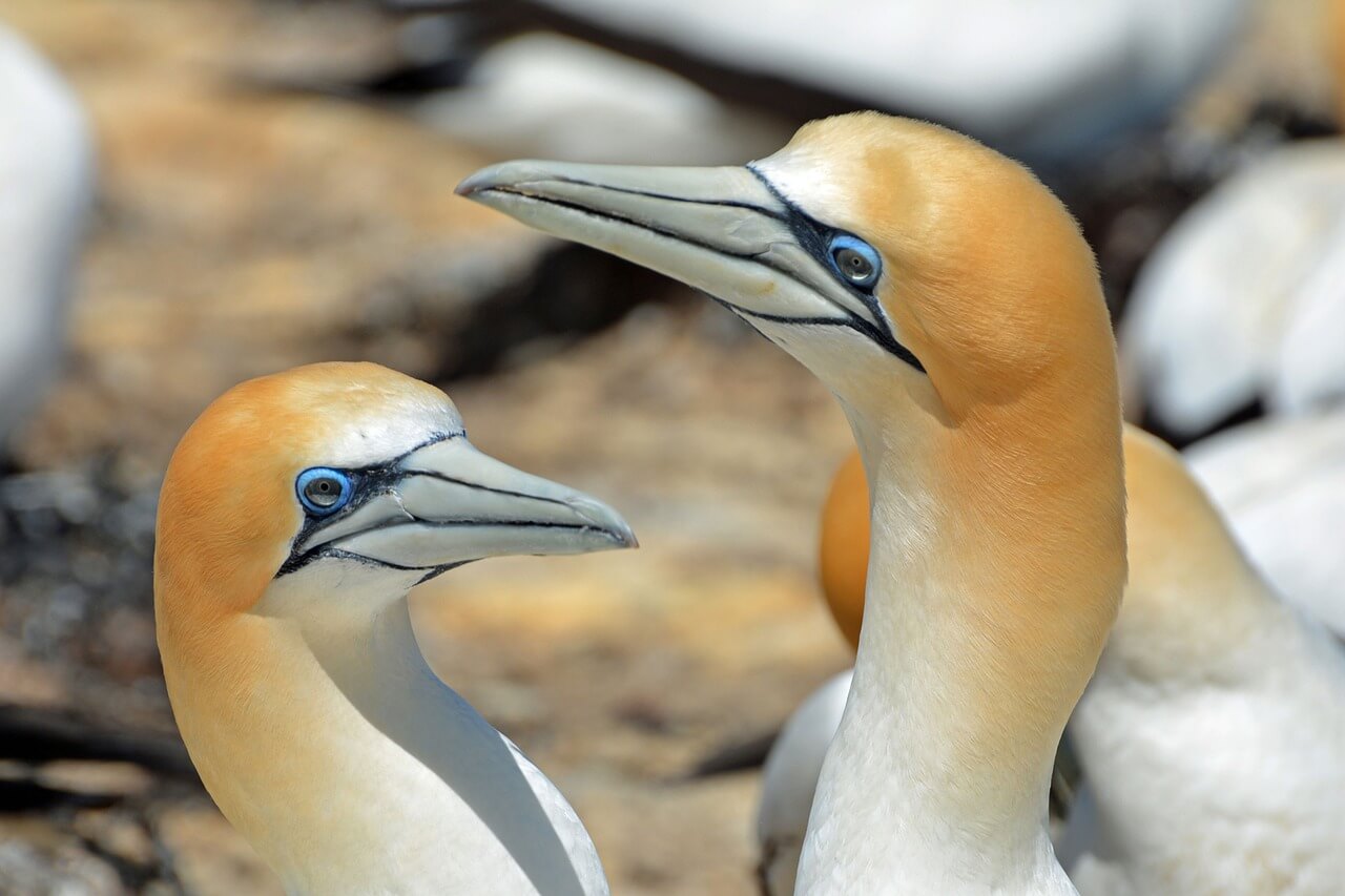 northern-gannet-1126292_1280